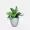 Indoor Plants